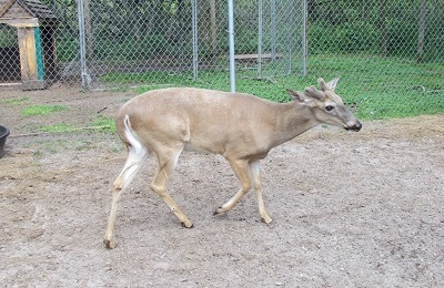 A deer with small antlers.