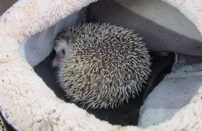 A small hedgehog curled up in a soft blanket.
