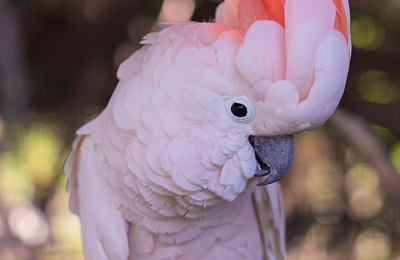 A pink and white bird.